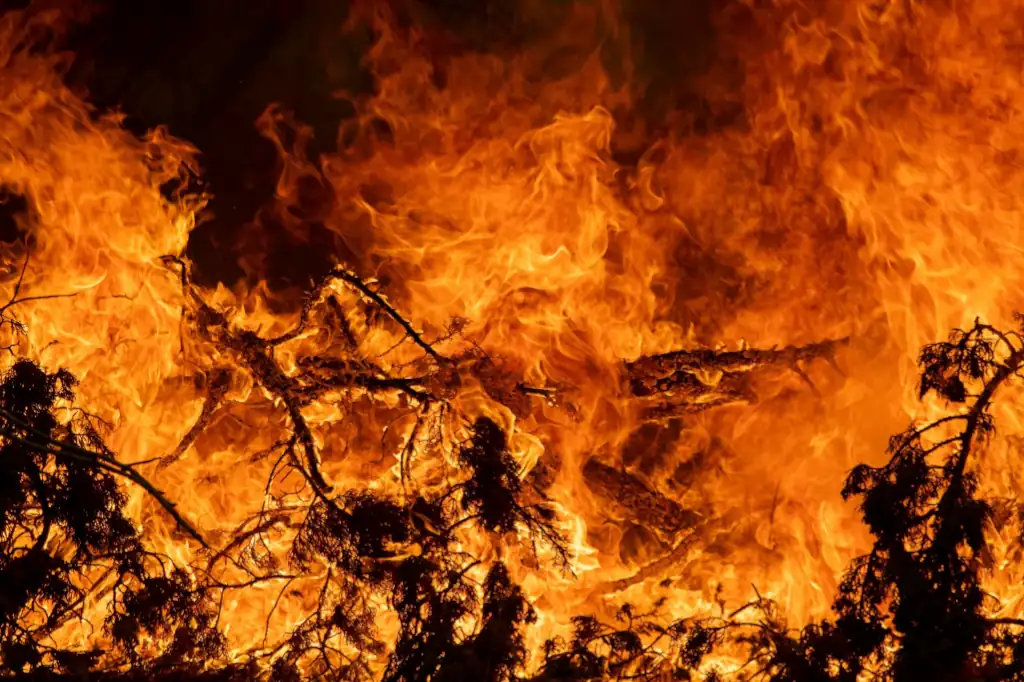 Denuncia Verde: incendios forestales devoran huertos de aguacate en Morelos