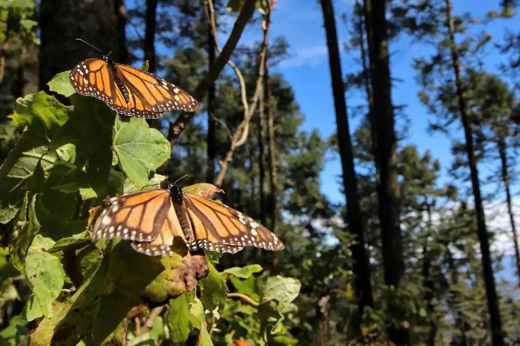 La mariposa monarca, uno de los símbolos más emblemáticos de la biodiversidad mexicana, enfrenta hoy una amenaza crítica que va más allá de su frágil ecosistema: la tala clandestina y la violencia contra quienes defienden su hábitat.