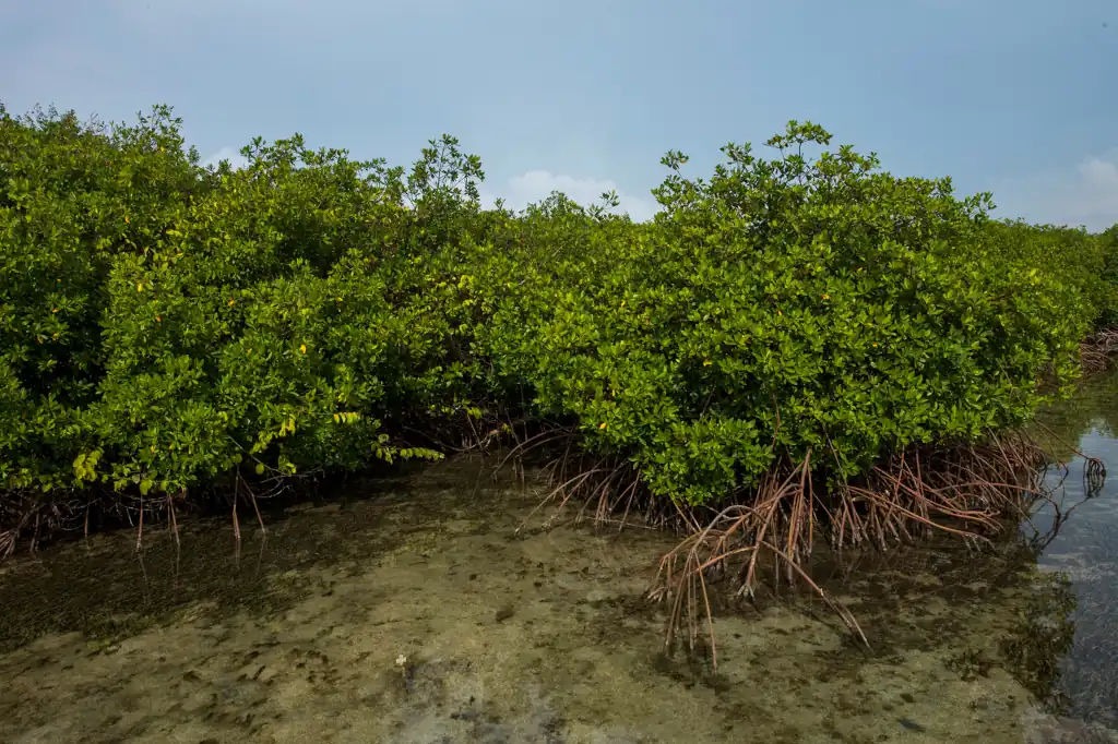 La empresa Housesin Desarrollos inició la destrucción de manglares en Isla Cortés, Navolato, Sinaloa, para construir un fraccionamiento turístico privado sin contar con los permisos requeridos. 