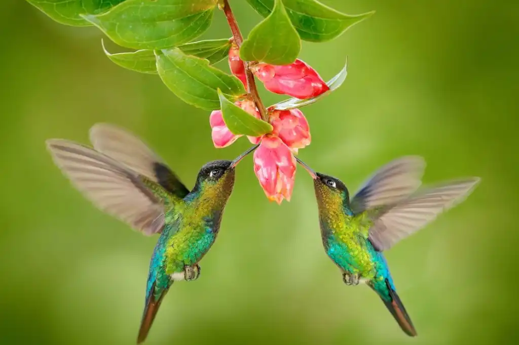 Entre el amor y la guerra: el colibrí mexicano al borde de la extinción