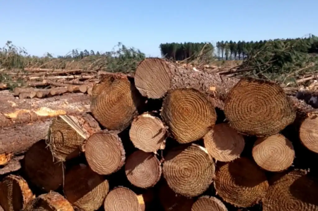 La tala ilegal es el oscuro motor que impulsa gran parte del mercado de la madera en México, donde se estima que al menos la mitad de la madera comercializada proviene de fuentes ilícitas. 