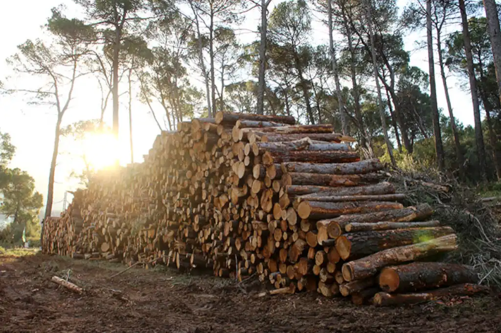 Tala ilegal inunda el mercado de la madera en México: un negocio que destruye bosques y comunidades