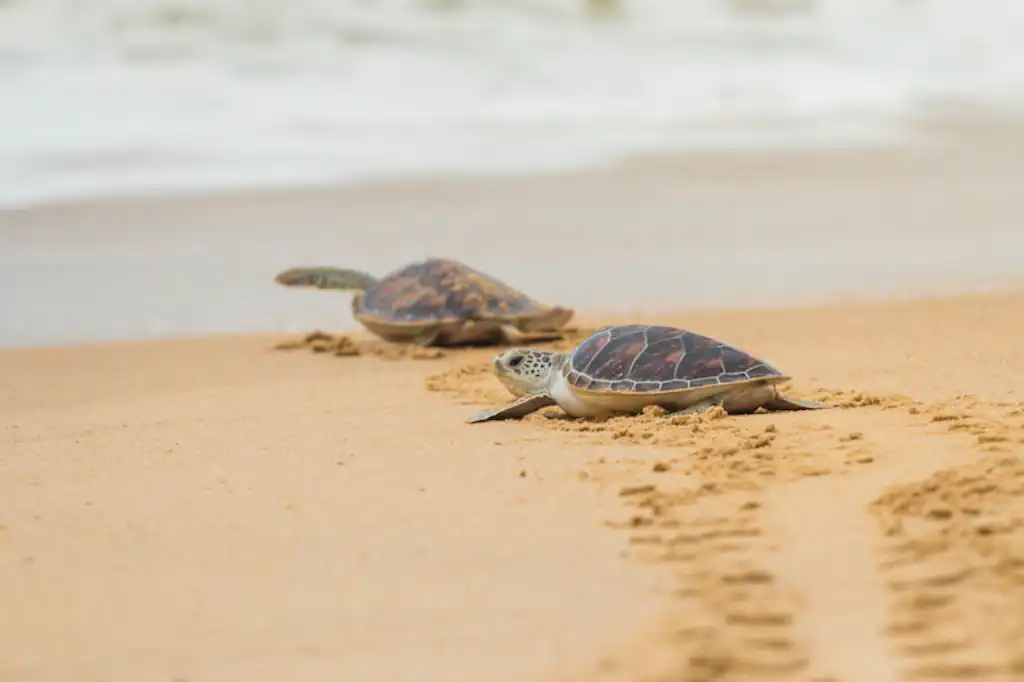 Grupo Posadas, bajo la lupa por daño a tortugas marinas en Chemuyil