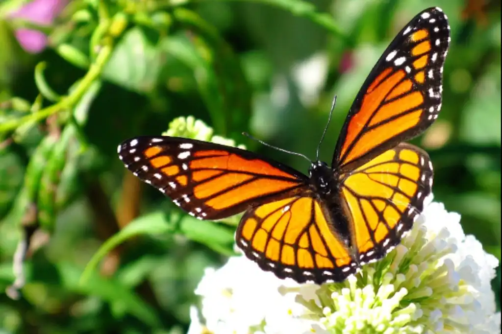 La mariposa Monarca en peligro: una alarma urgente y una oportunidad histórica