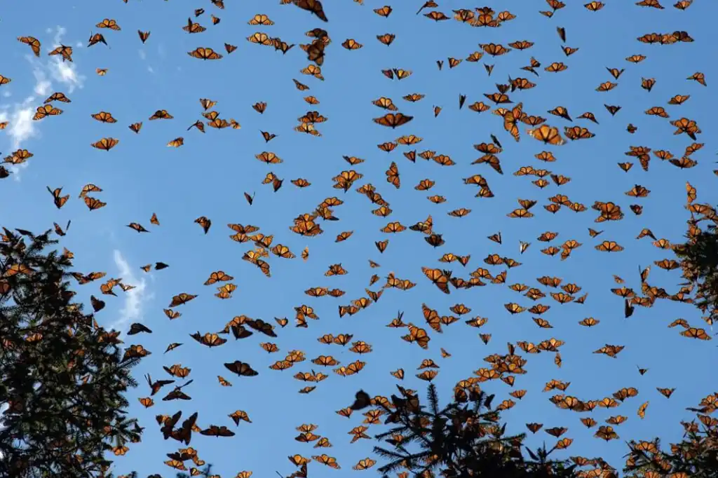 La mariposa Monarca en peligro: una alarma urgente y una oportunidad histórica.