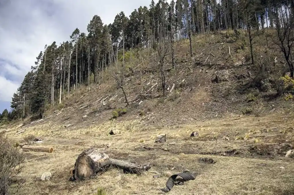 Talamontes destruyen el bosque Izta-Popo: la impunidad que arrasa con la naturaleza