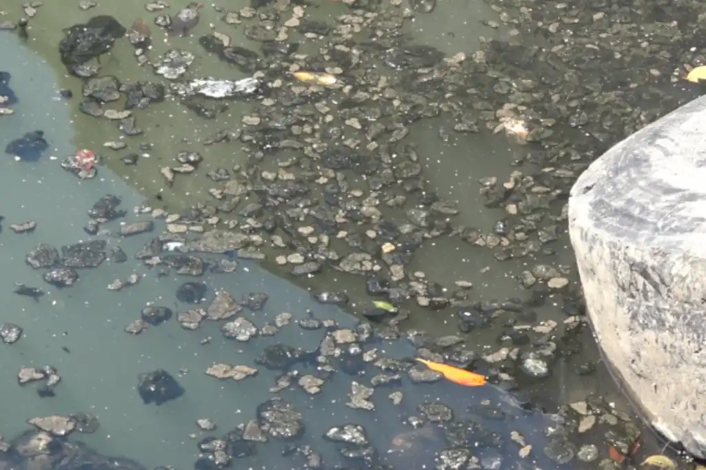 Estero de Urías: el tesoro natural de Mazatlán que agoniza bajo la contaminación.