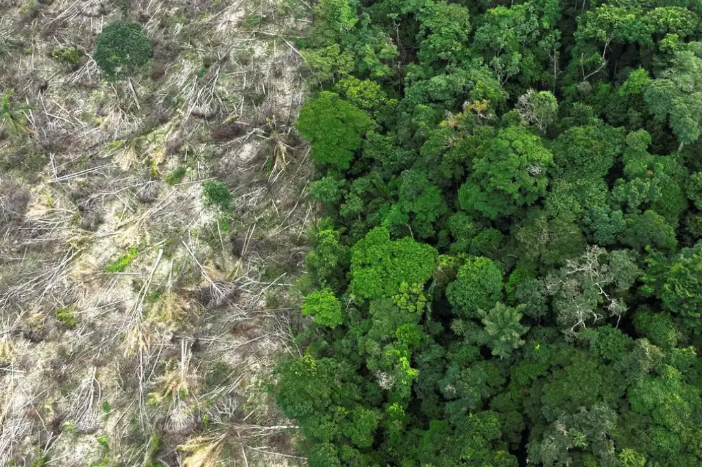 Deforestación en Brasil: el engranaje oculto entre pastos, soya y especulación de tierras