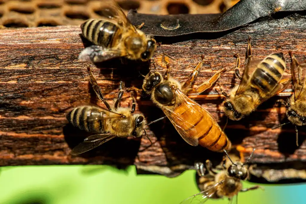 Hopelchén logra histórica victoria ambiental: las abejas ganan batalla contra los agrotóxicos